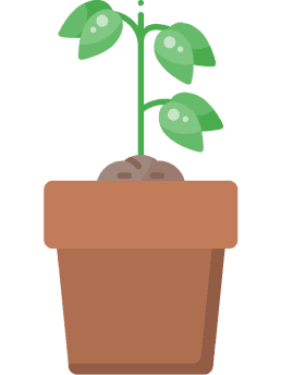 Image of tomato plant